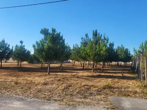 Other — Vieira De Leiria