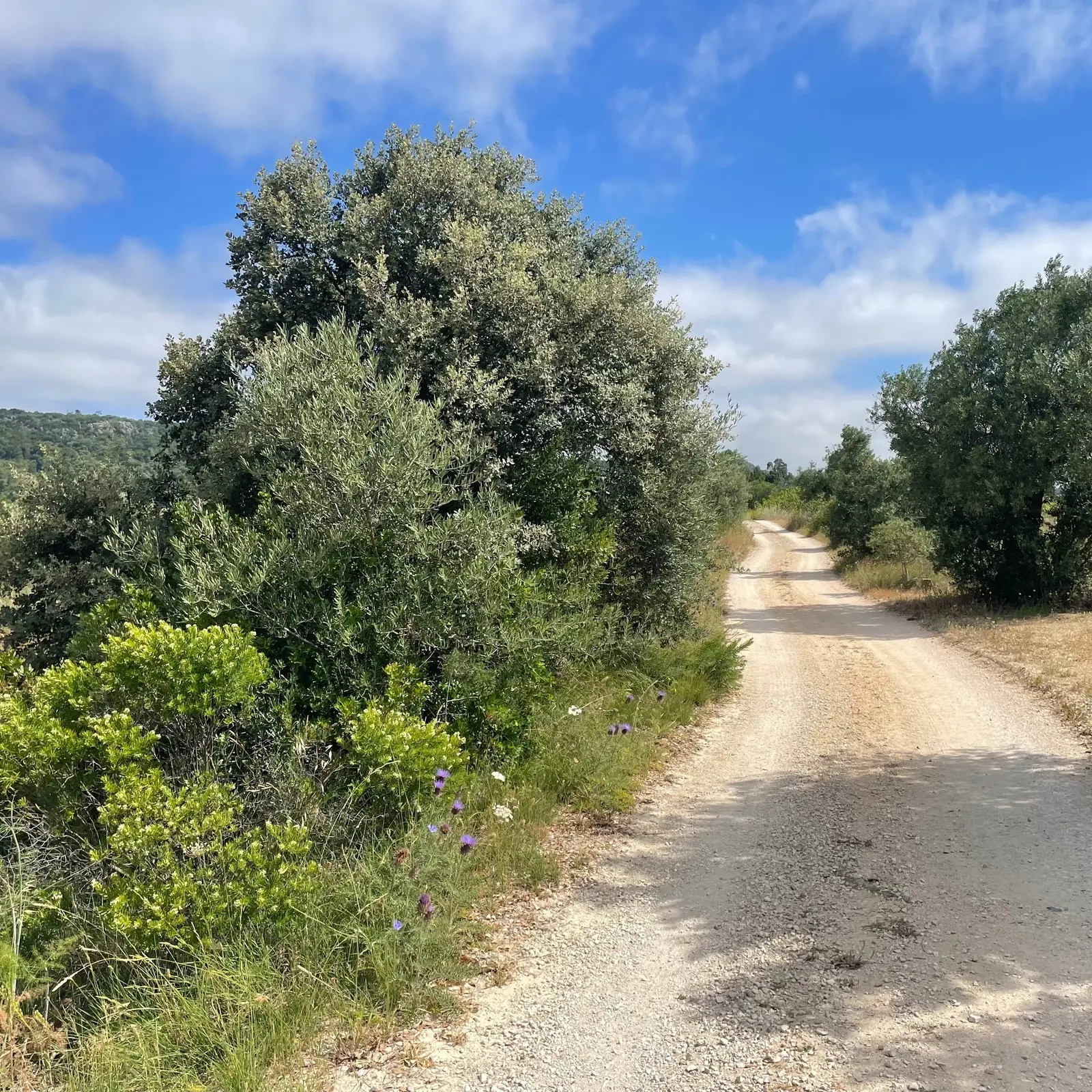Other — Chancelaria Tnv